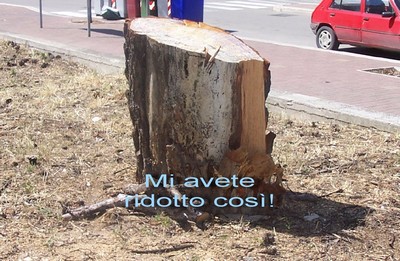 Albero Abbattuto Via A.Moro Ridotto Cosi